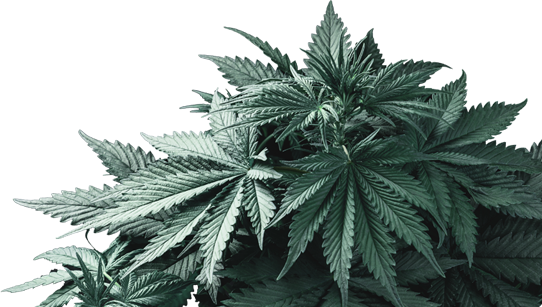 Medyczna marihuana – wskazania do jej stosowania