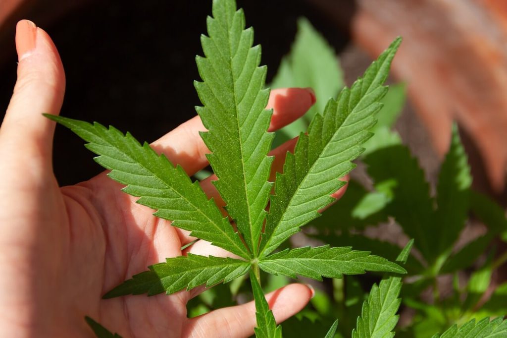 Co wpływa na rosnącą popularność medycznej marihuany?