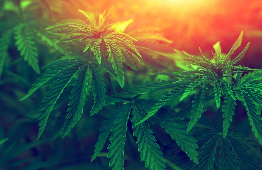 Na co działa medyczna marihuana?